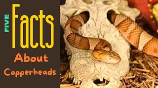 What You Need To Know About Copperheads [upl. by Solracnauj957]