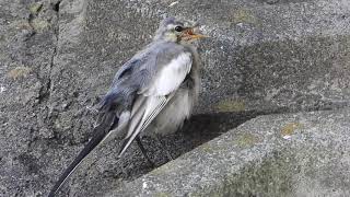 ハクセキレイの幼鳥がかわいい White Wagtail（白鶺鴒、学名Motacilla alba lugens）スズメ目セキレイ科 DSCN5868 [upl. by Kalvn]