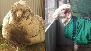 Sheep Looks Unrecognizable After 80 Pounds of Wool is Sheared [upl. by Eenel907]