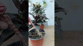 How to grow Cordyline plant cuttings in soil cordyline plants grow shorts [upl. by Aihsenal]