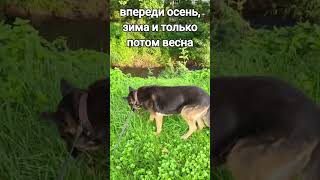 немецкаяовчарка dog hund [upl. by Ikoek]