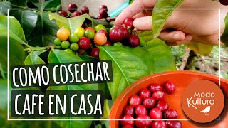 👉 ¿CÓMO COSECHAR TU PROPIO CAFÉ Y PREPARARLO EN CASA ☕Proceso completo del Café 100  orgánico [upl. by Madeline79]