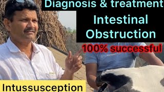 Intussusception in cow l impaction of rumen l intestinal obstruction l dr umar khan [upl. by Renaud]