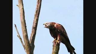 Red Kites Calling 28 secs [upl. by Dolhenty]