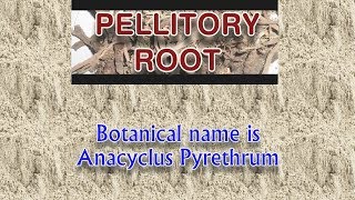 Pellitory Root  The Miracle Herb for Men  Akarkara [upl. by Monah887]