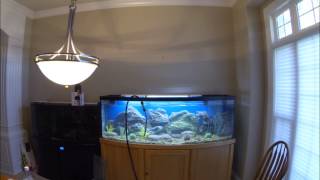 172 Gallon Bow Front Aquarium [upl. by Alaehcim]