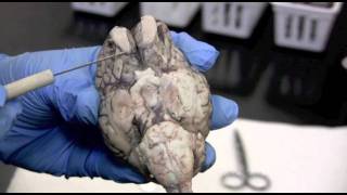 Sheep Brain Dissection Pt 1 0f 2 [upl. by Ahsinyt964]