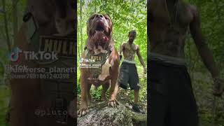 TİBETAN MASTİFF VS WOLFPITBULLDOBERMAN BITE FORCE [upl. by Burl500]