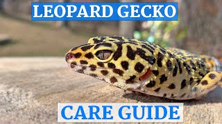 Leopard Gecko InDepth Care Guide [upl. by Kcirdderf]