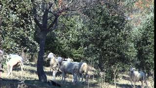 Cest pas sorcier TRUFFE  A LA POURSUITE DU DIAMANT NOIR [upl. by Osnofla423]