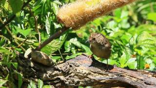 Dusky fulvetta 頭烏線 褐頂雀鶥 [upl. by Micheline340]