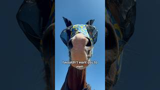 What happened to the sun ☀️ horses pferde horse funny equestrian trending horseriding [upl. by Elocim15]