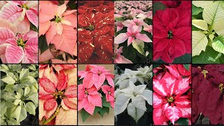 POINSETTIA VARIETIES  Plants Weekly [upl. by Gen]