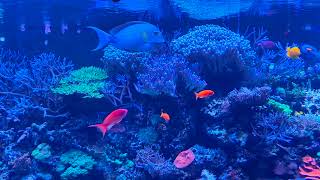 Shoaling surgeonfish and Anthias in the marine aquarium at London Zoo [upl. by Navar]