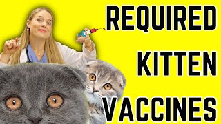 Kitten Vaccine Schedule for New Owners amp Breeders  Vet Easily Explains [upl. by Anitnatsnoc]