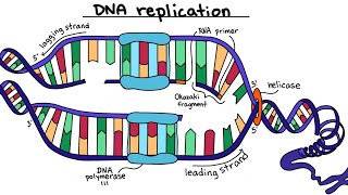 dna replication in eukaryotes dna replication animation  class 12 biology [upl. by Noinatrad]