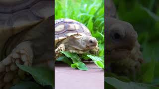 🐢 SONIDOS de TORTUGA  Aprende los SONIDOS de los ANIMALES 17 animales shorts [upl. by Hailat214]