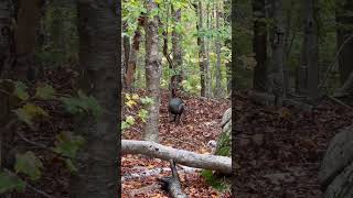 Turkey on the trail Acadia Maine nationalpark [upl. by Derfla]