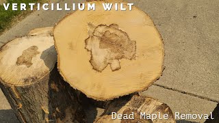 Removing a dead Maple with Verticillium wiltThis WILL kill your Maple Trees [upl. by Gerfen677]