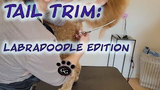 Tail Trim Labradoodle Edition  Grooming a Labradoodle  Ginas Grooming [upl. by Ytsur]