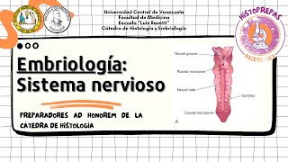 21 Historepasos  Embriología del sistema nervioso [upl. by Linad]