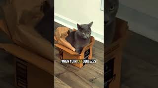 📦Discover Why Your Cat Cant Resist Boxes [upl. by Anderea]