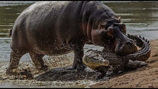 Eight Irresistible Hippopotamus Highlights 🦛 Real World Animal [upl. by Annanhoj]