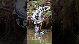 Giant python VS Crocodile animals [upl. by Ewald286]