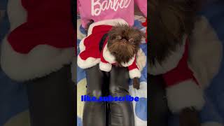 The Brussels Griffon Santa shortsbrusselsgriffongriffonspuppylifegriffonpuppy [upl. by Incrocci]