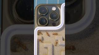 What if your phone case held ants diy shorts [upl. by Alorac]