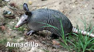 Armadillo Sounds [upl. by Tacita983]