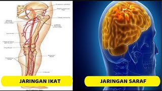 JARINGAN IKAT DAN JARINGAN SARAF PADA HEWAN [upl. by Schapira]