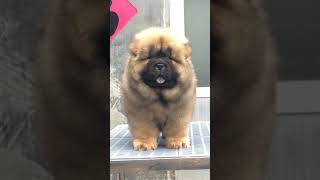 The Cutest Chow Chow Puppies In The World Ep 251 [upl. by Sacul115]