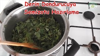 Derin Dondurucu İçin Semizotu Hazırlama Kışlık Hazırlıklar [upl. by Meier845]