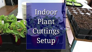 Indoor Setup for Plant Cuttings Propagation [upl. by Eam]