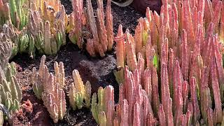 Why This Stapelia Stinks [upl. by Rodney]