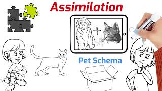 Assimilation vs Accommodation Understanding Cognitive Processes [upl. by Eillil]