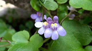 Kenilworth ivy Cymbalaria muralis  Ivyleaved toadflax  20150609 [upl. by Sande885]