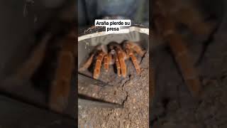 Araña pierde su presa [upl. by Iglesias]