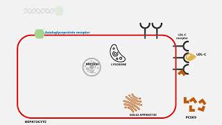 Inclisiran How it revolutionizes cholesterol management [upl. by Trenna923]