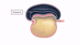 General Embryology  Detailed Animation On Embryonic Folding [upl. by Nickey374]