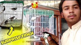 Finally Bengali Finch La Lei 🥰 l Finch l pets vlog l vlog l BLOG VLOG BIRDS 🦚 [upl. by Anen]