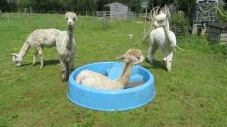 Fudge paca is the star in the pool is it pool wars with the others cute alpaca in swimming pool [upl. by Otirecul]