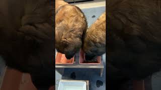 Leonberger Hunde das schmeckt Dolly und Belina  always hungry shorts [upl. by Diaz]