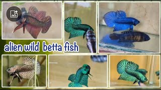 Top beautiful wild betta fish Alien betta fish [upl. by Erual456]