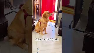 Rocky in bigg boss DAY 1 🤣🤣see Rocky’s daily bigg boss routine🤣 trending shorts biggboss dog [upl. by Treblig]