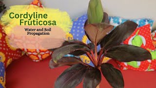 Cordyline Fruticosa Ti Plant Learn Water and Soil Propagation of the Ti Plant using stem cuttings [upl. by Anul]