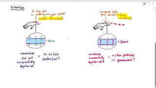 158 Threshold Potential Cambridge AS A Level Biology 9700 [upl. by Kere]