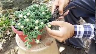 How to propagate Delosperma Echinatum Pickle Plant [upl. by Burwell]