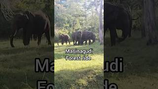 MASINAGUDI FOREST RIDE [upl. by Farver485]